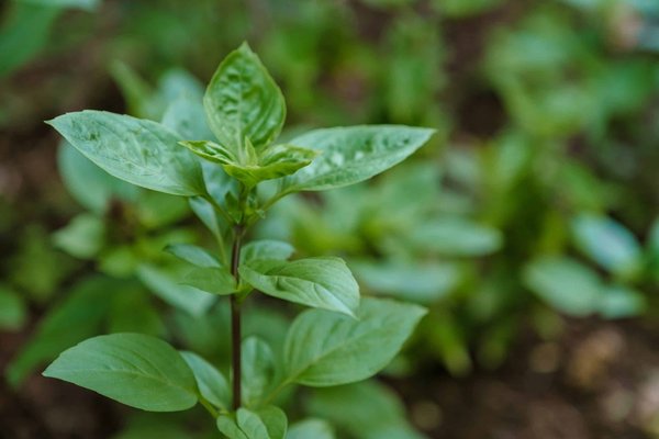 Organiser un camping éco-responsable : conseils et astuces